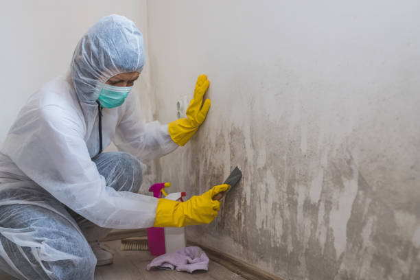 Best Crawl Space Mold Removal  in Indian Shores, FL