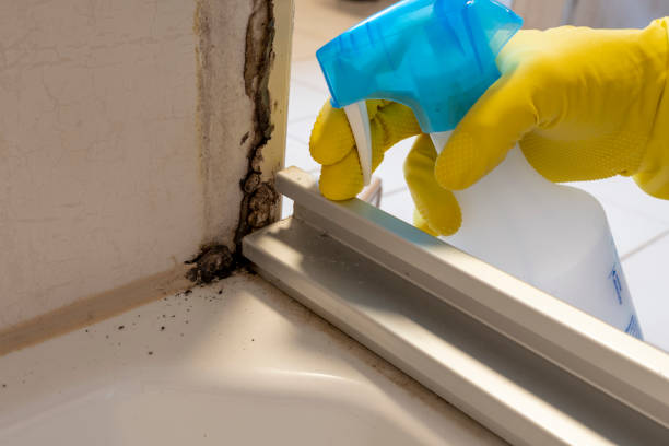 Best Attic Mold Removal  in Indian Shores, FL