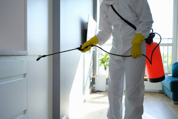 Attic Mold Removal in Indian Shores, FL